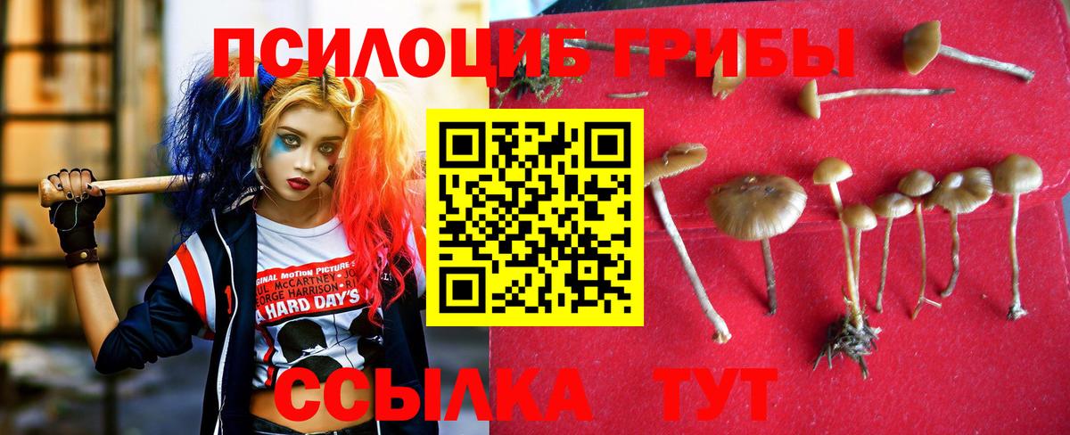 Псилоцибиновые грибы Cubensis Оренбург